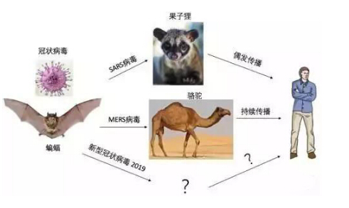 澳大利亚大火是因为环保分子不让砍树吗